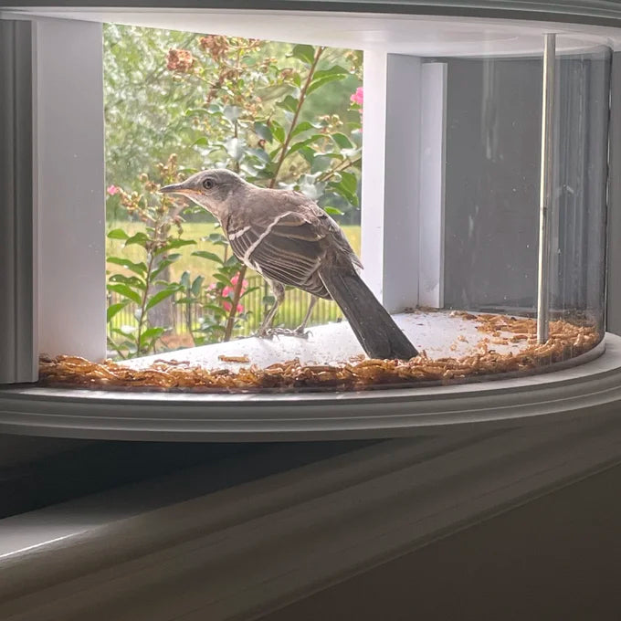 Clear View Window Tray Bird Feeder